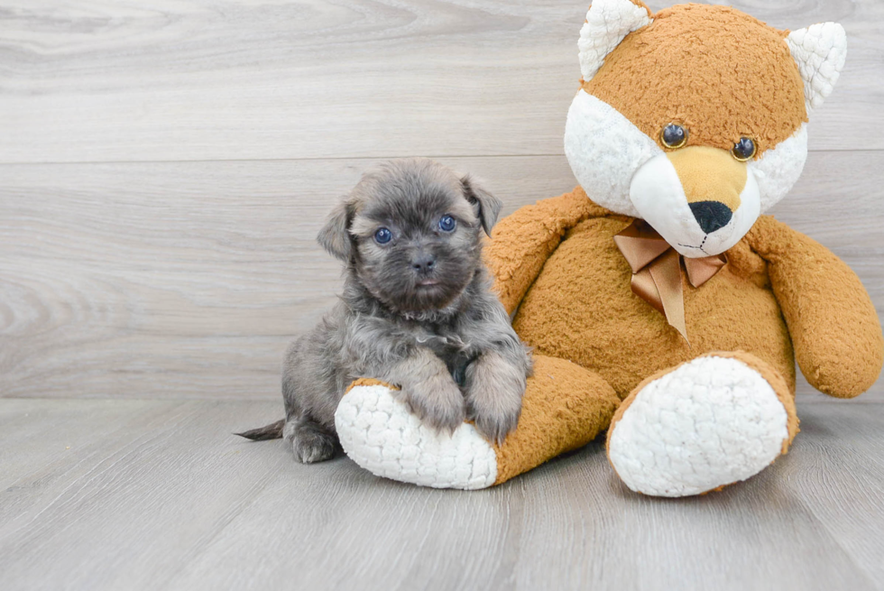 Teddy Bear Puppy for Adoption