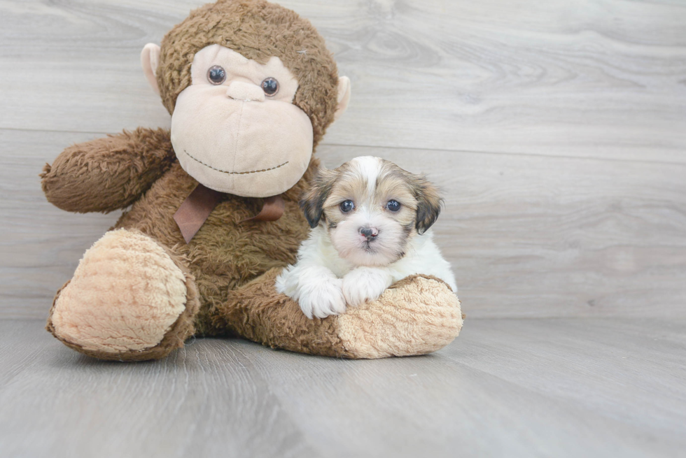 Fluffy Teddy Bear Designer Pup