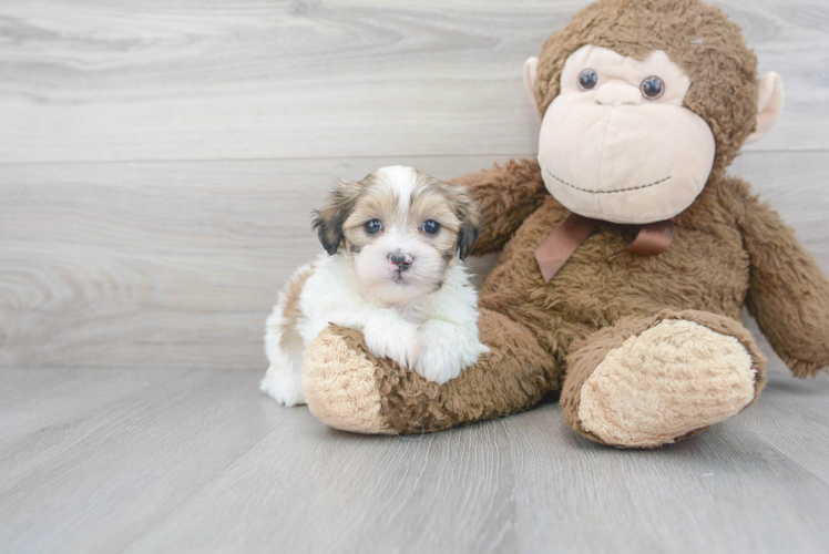 Friendly Teddy Bear Baby