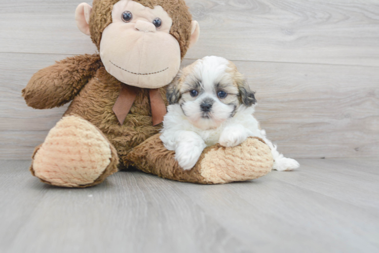 Cute Teddy Bear Baby