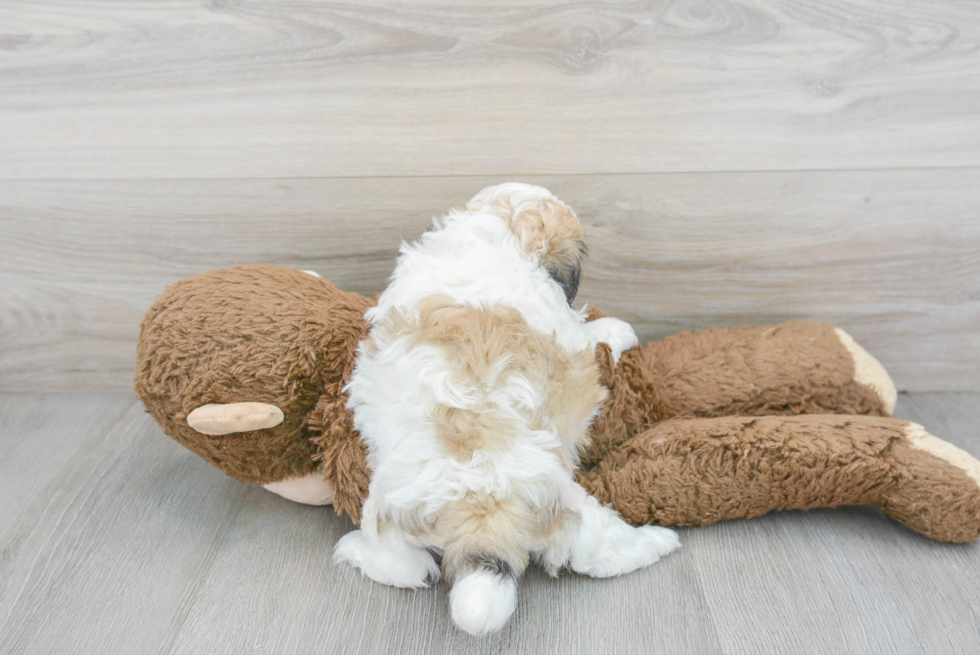 Cute Shit Designer Puppy