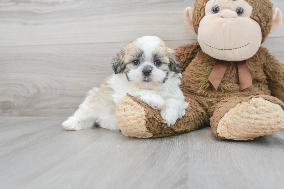 Cute Teddy Bear Designer Pup