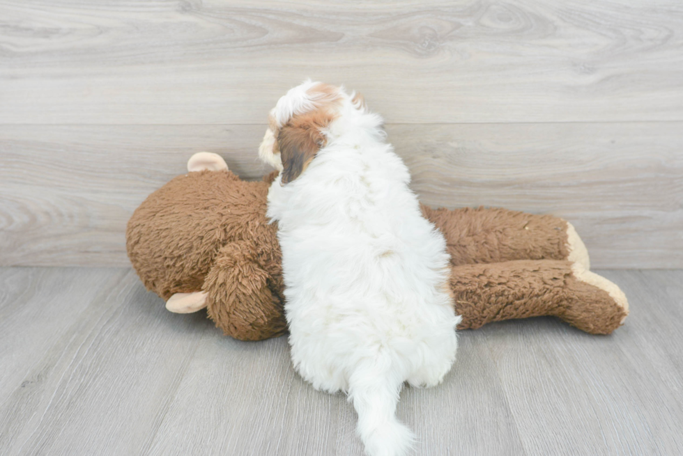 Funny Teddy Bear Designer Pup