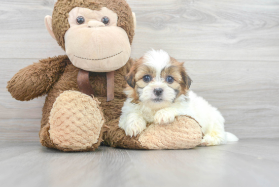 Teddy Bear Pup Being Cute