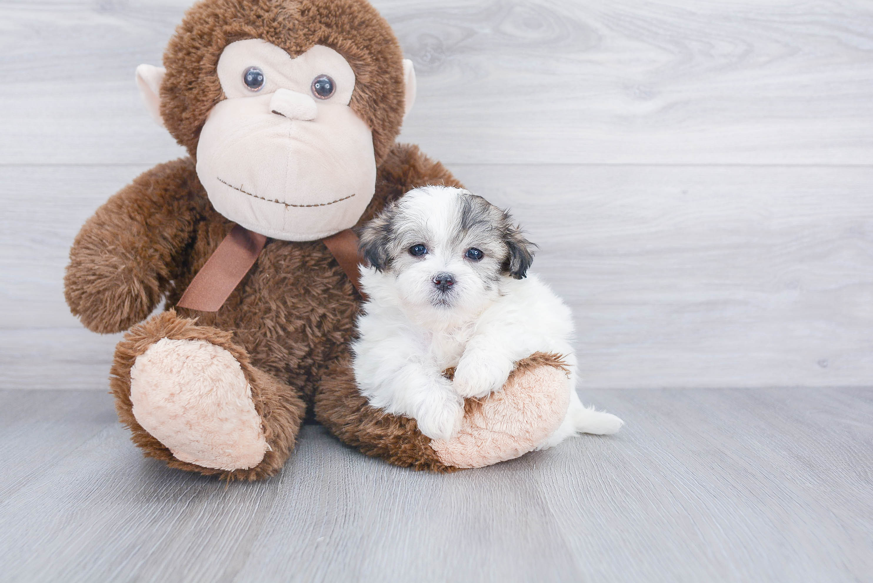 Petite Teddy Bear Designer Pup