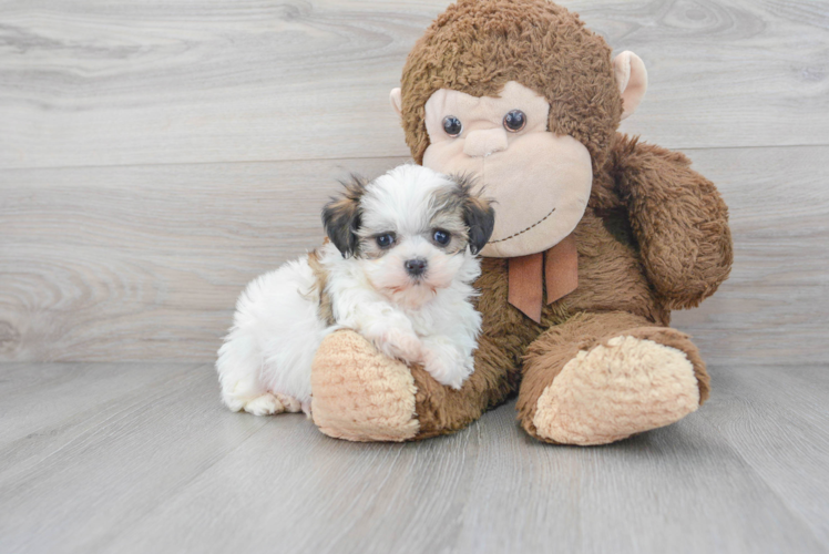 Teddy Bear Pup Being Cute