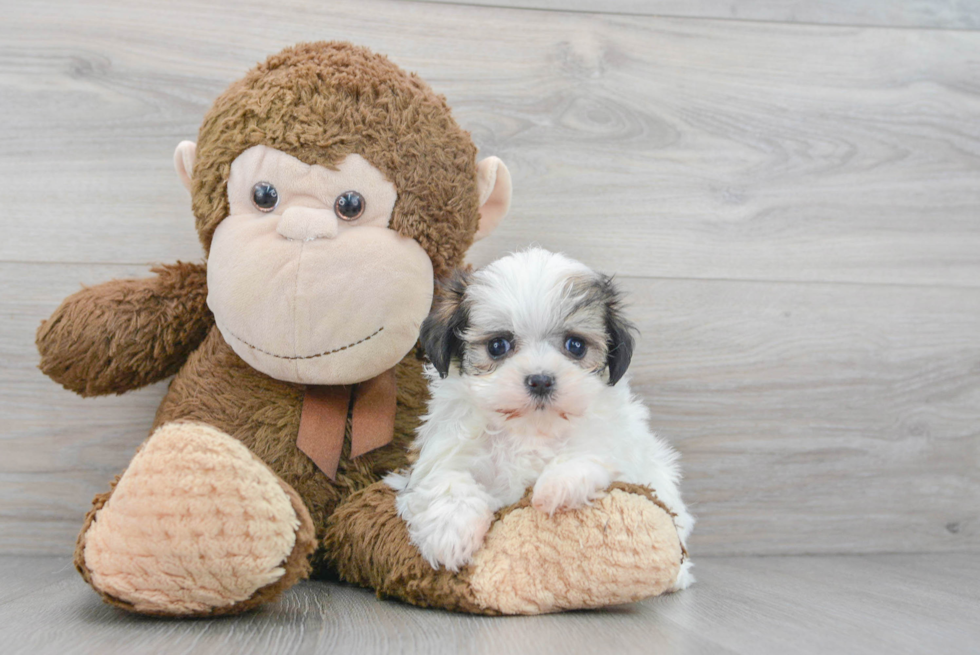 Best Teddy Bear Baby