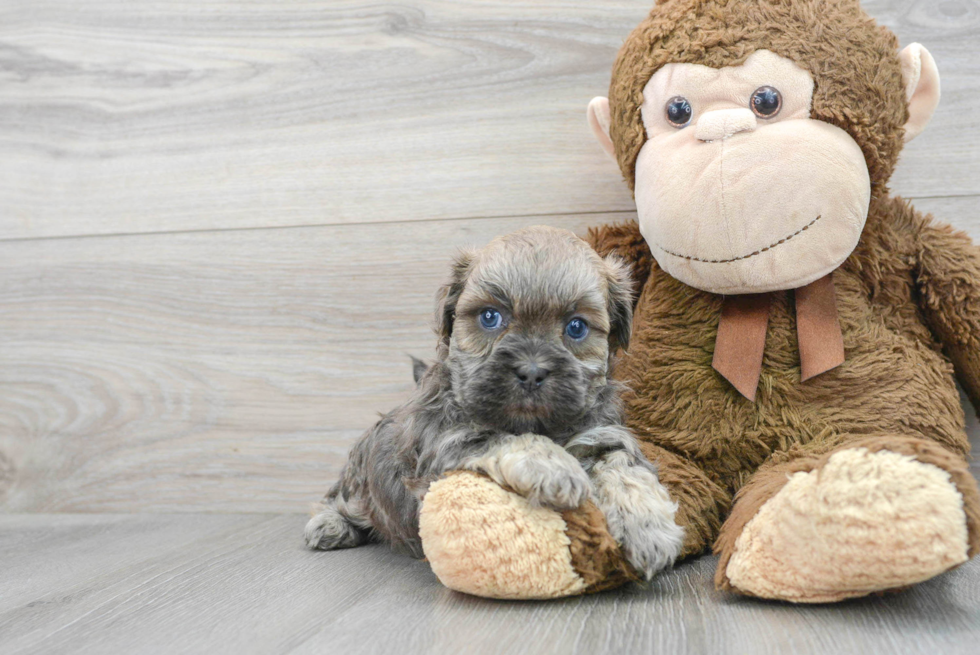 Happy Teddy Bear Baby