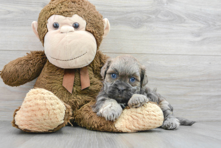 Teddy Bear Pup Being Cute