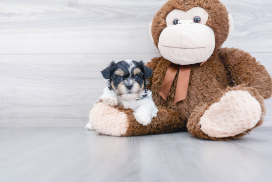 Happy Teddy Bear Baby