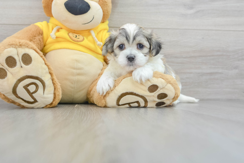 Teddy Bear Pup Being Cute