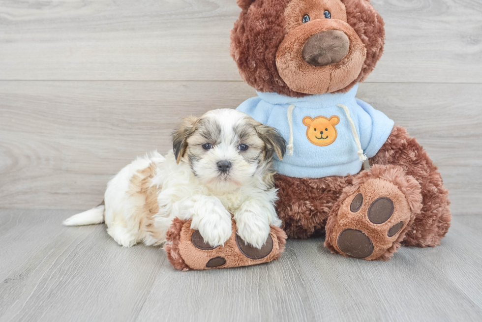 Fluffy Teddy Bear Designer Pup