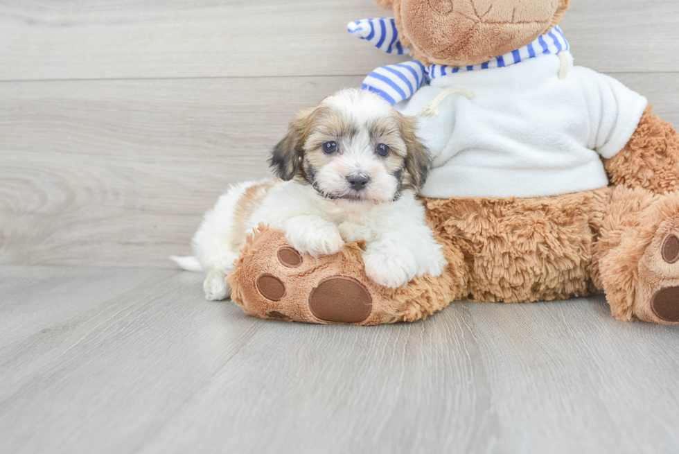 Teddy Bear Pup Being Cute