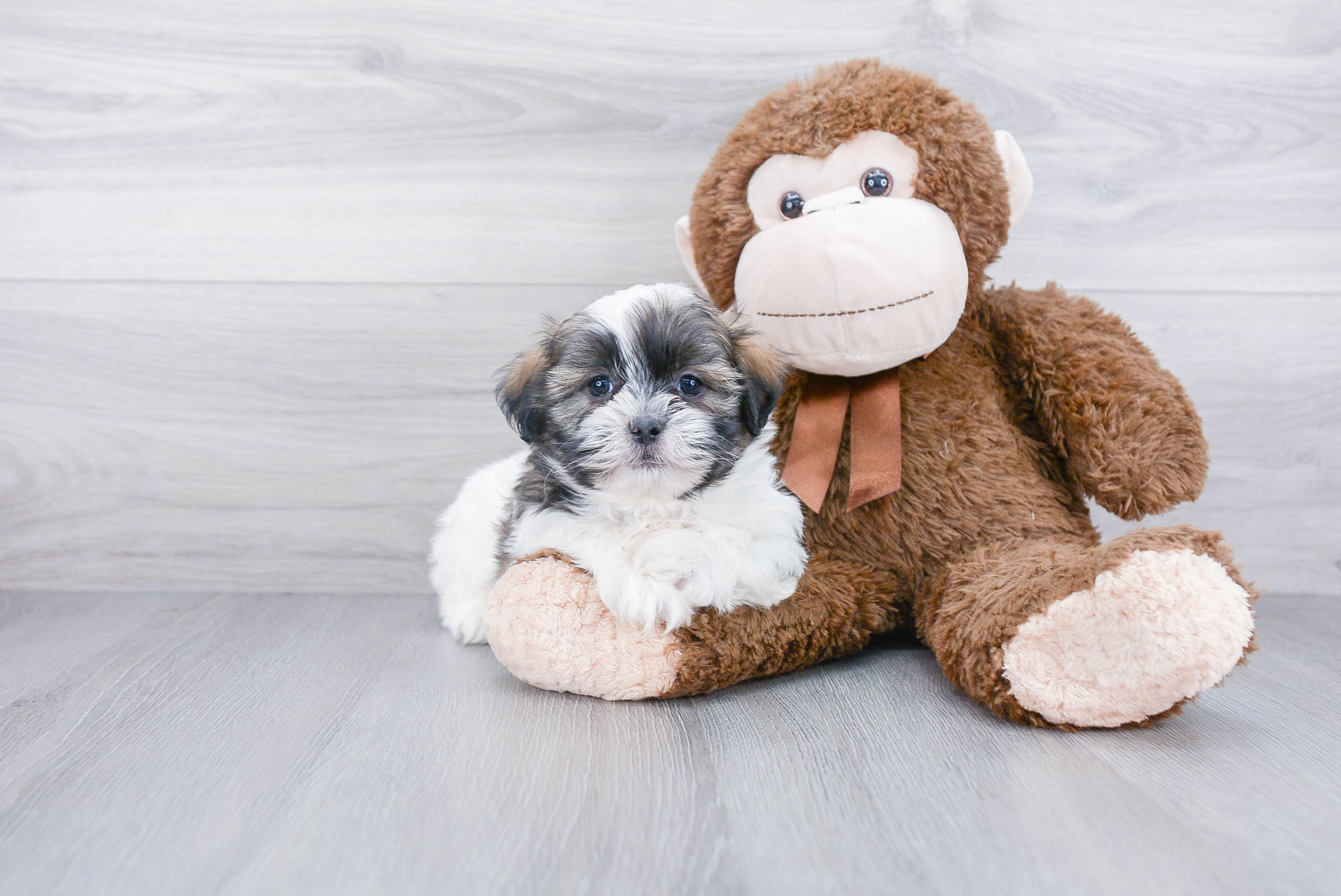 Energetic Shichon Designer Puppy
