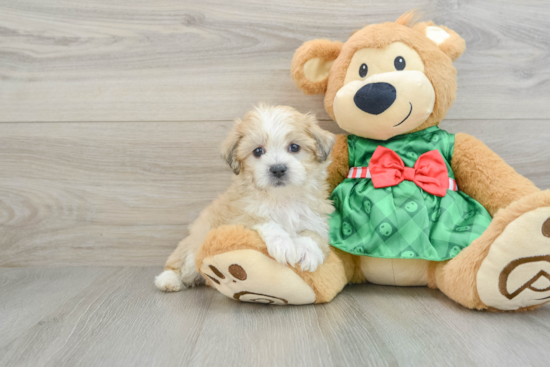 Teddy Bear Puppy for Adoption