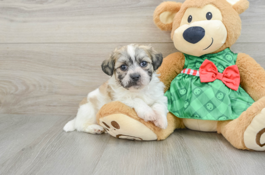 Playful Shichon Designer Puppy