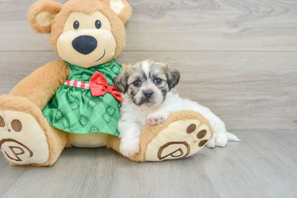 Little Shichon Designer Puppy