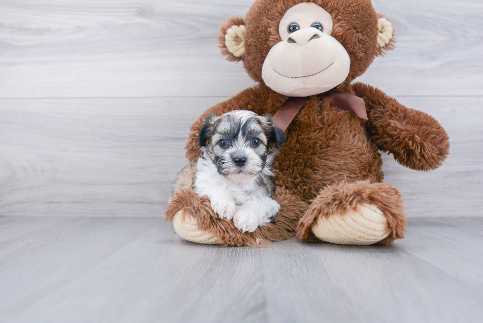 Teddy Bear Pup Being Cute