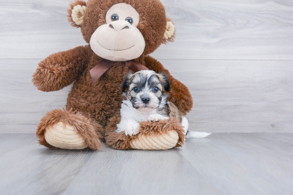 Fluffy Teddy Bear Designer Pup