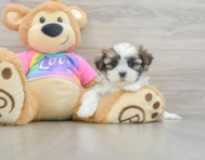 6 week old Teddy Bear Puppy For Sale - Premier Pups