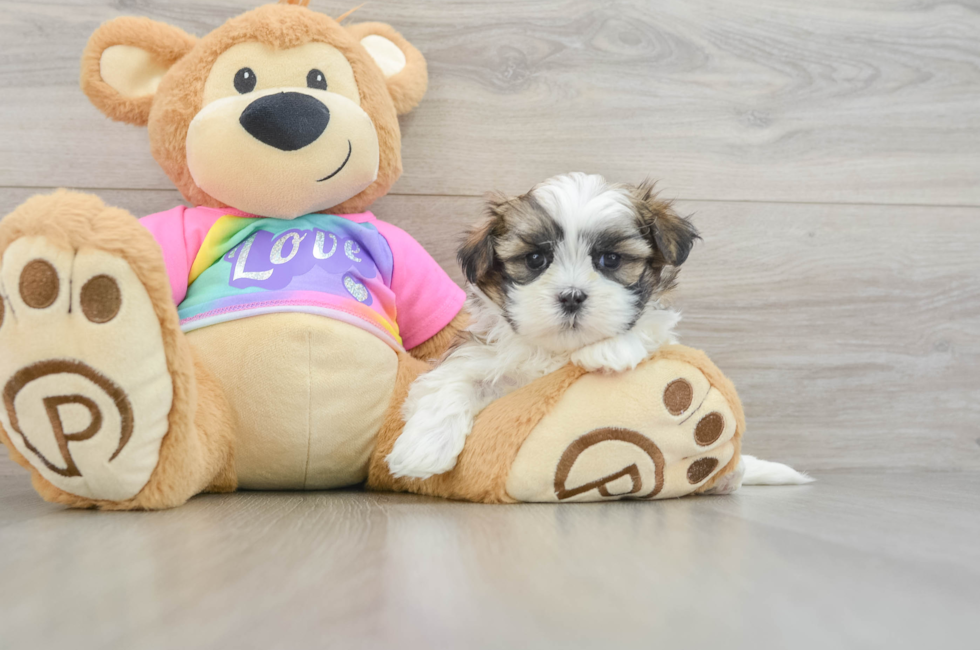 6 week old Teddy Bear Puppy For Sale - Premier Pups