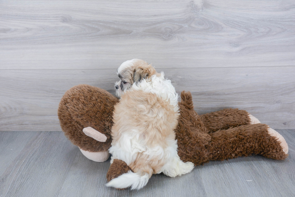 Funny Teddy Bear Designer Pup