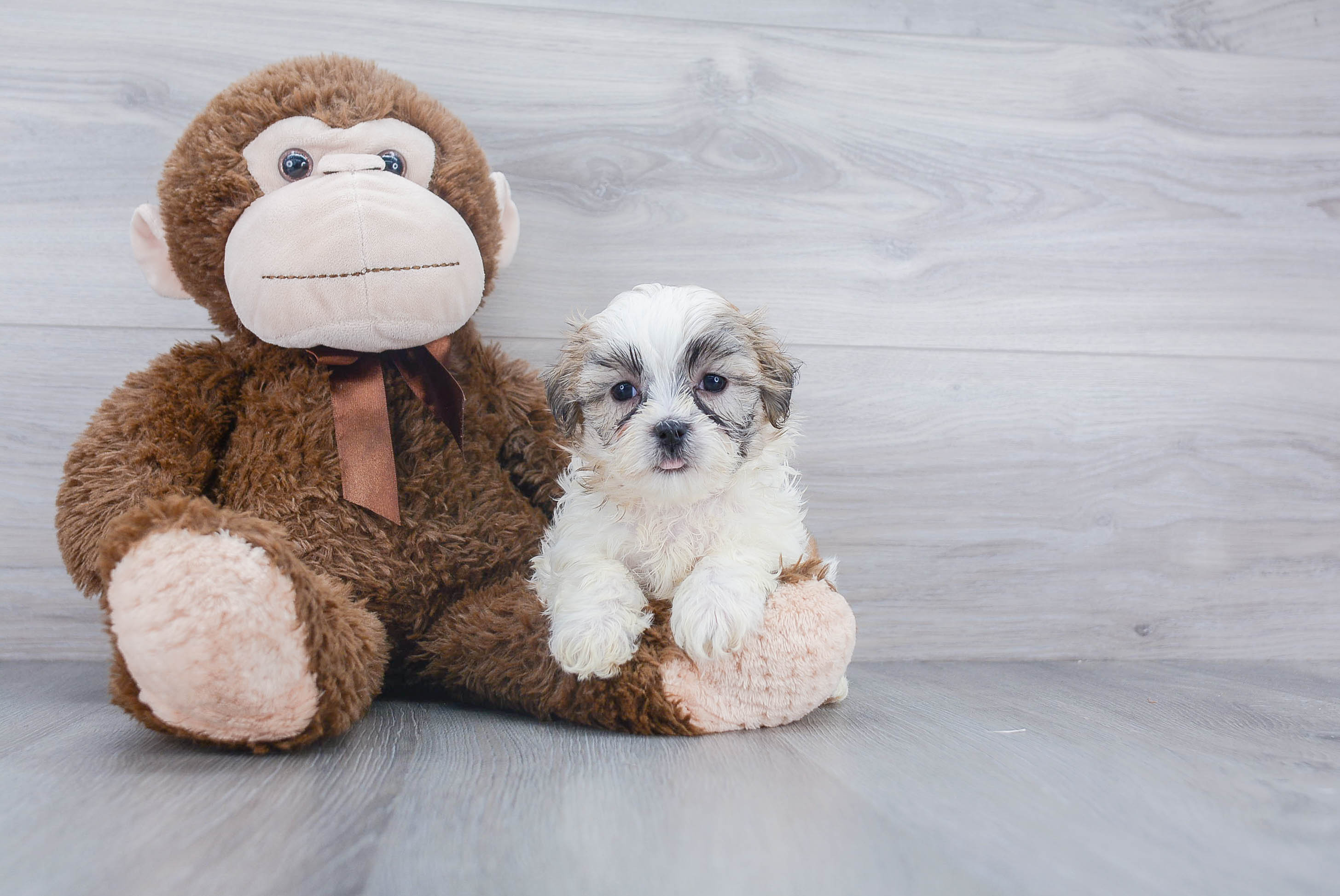 Hypoallergenic Shi Chon Designer Puppy