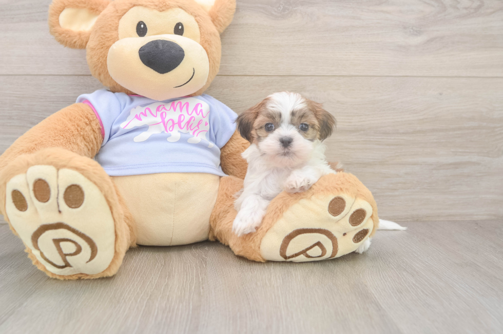 5 week old Teddy Bear Puppy For Sale - Premier Pups