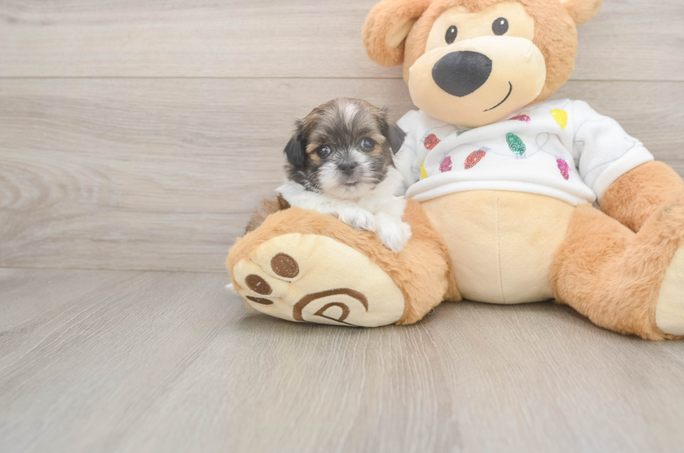 5 week old Teddy Bear Puppy For Sale - Premier Pups