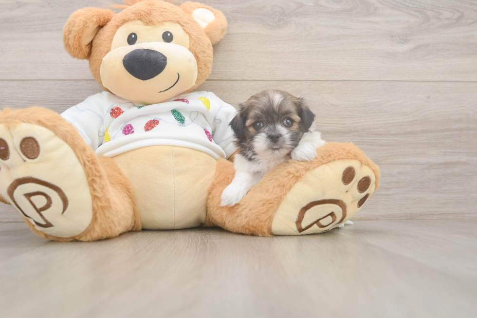 Little Shitzu Designer Puppy