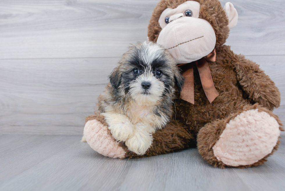 Smart Teddy Bear Designer Pup