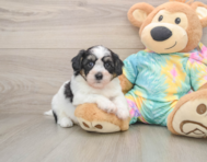 7 week old Teddy Bear Puppy For Sale - Premier Pups