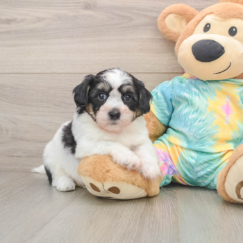 Small Teddy Bear Baby