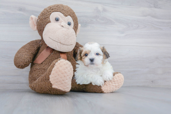 Teddy Bear Pup Being Cute