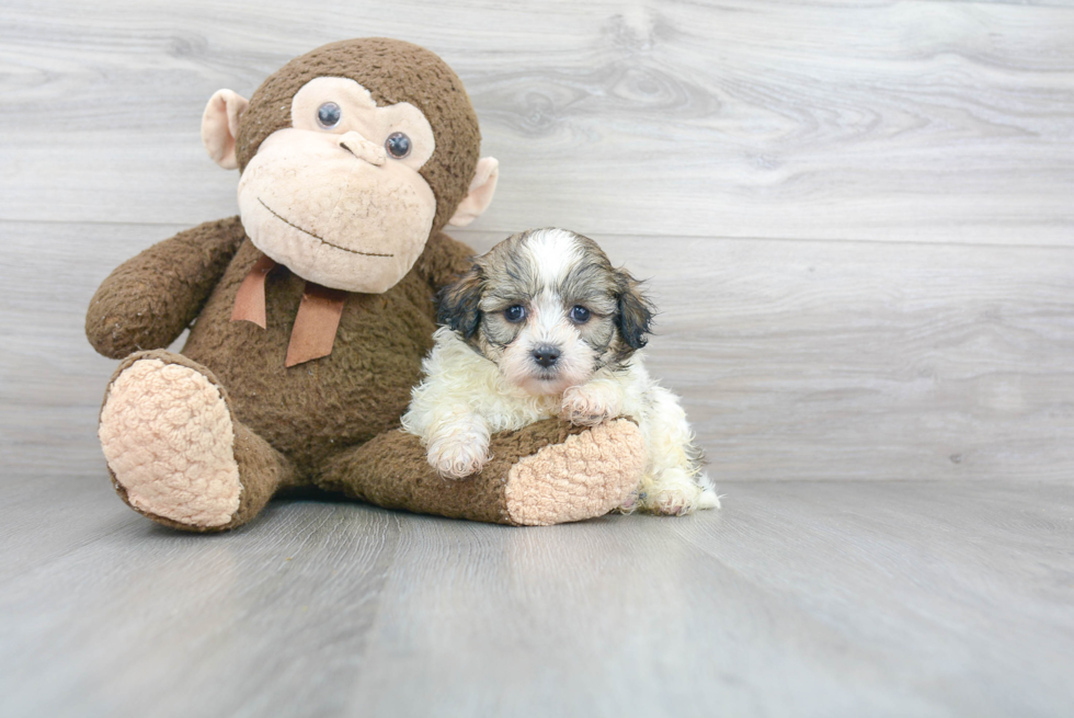 Happy Teddy Bear Baby