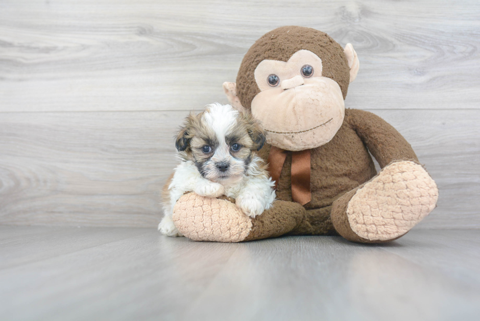 Fluffy Teddy Bear Designer Pup