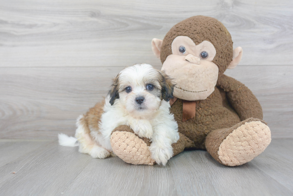 Playful Shichon Designer Puppy