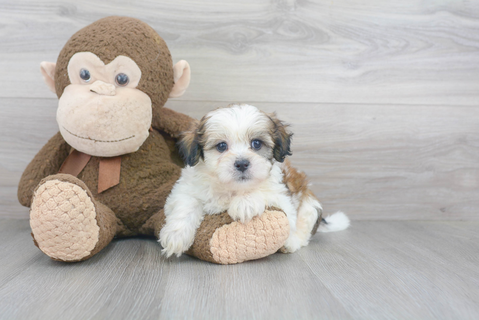 Friendly Teddy Bear Baby