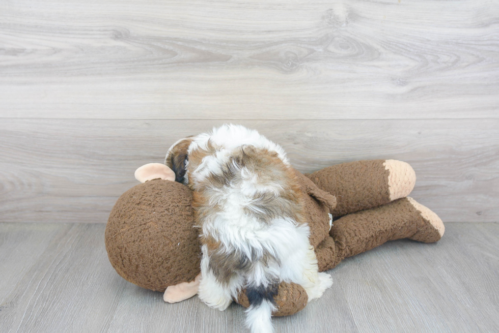 Teddy Bear Pup Being Cute