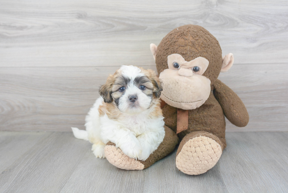 Teddy Bear Pup Being Cute