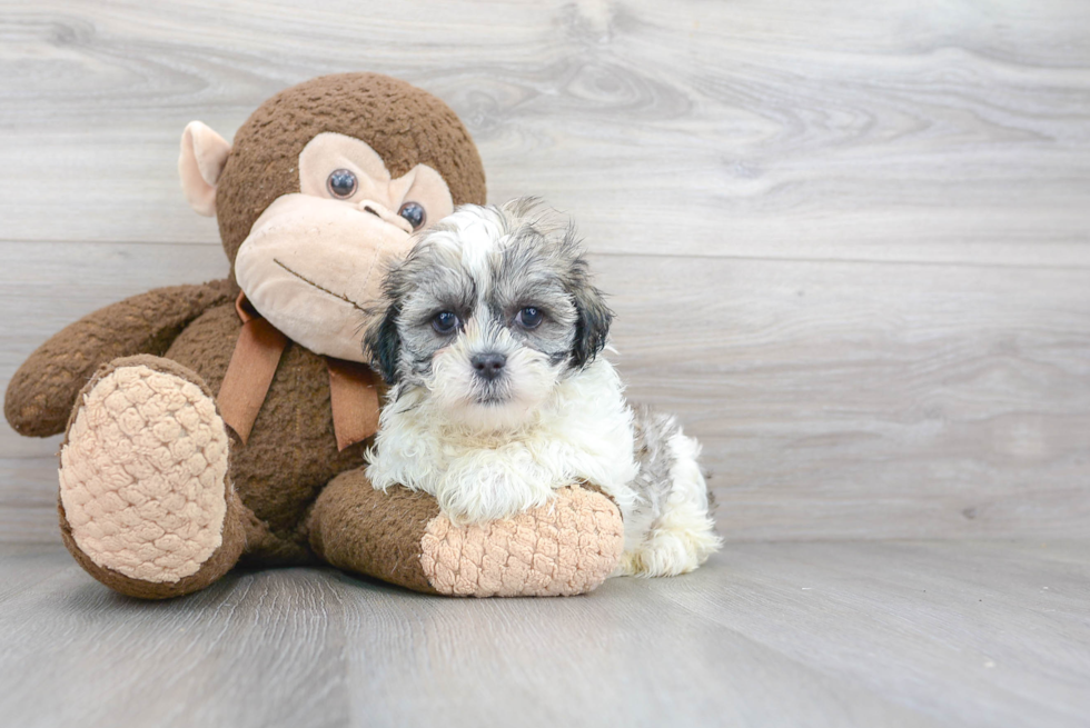 Teddy Bear Pup Being Cute