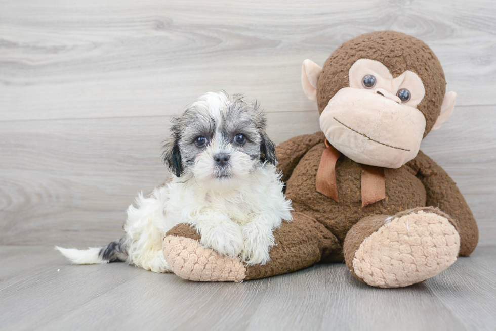 Teddy Bear Pup Being Cute