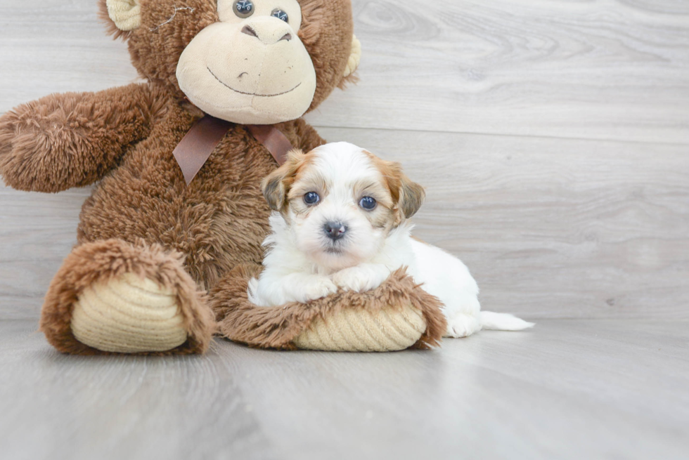 Teddy Bear Pup Being Cute