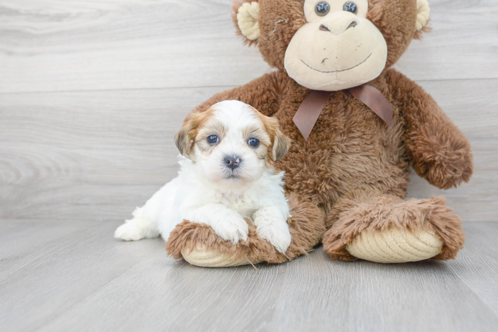 Popular Teddy Bear Designer Pup