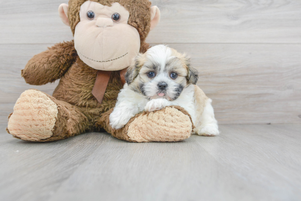 Teddy Bear Pup Being Cute