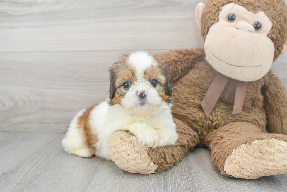 Friendly Teddy Bear Baby