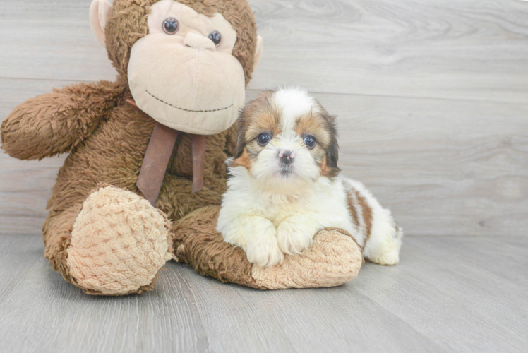 Teddy Bear Pup Being Cute