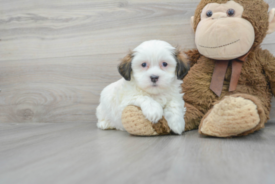 Teddy Bear Pup Being Cute