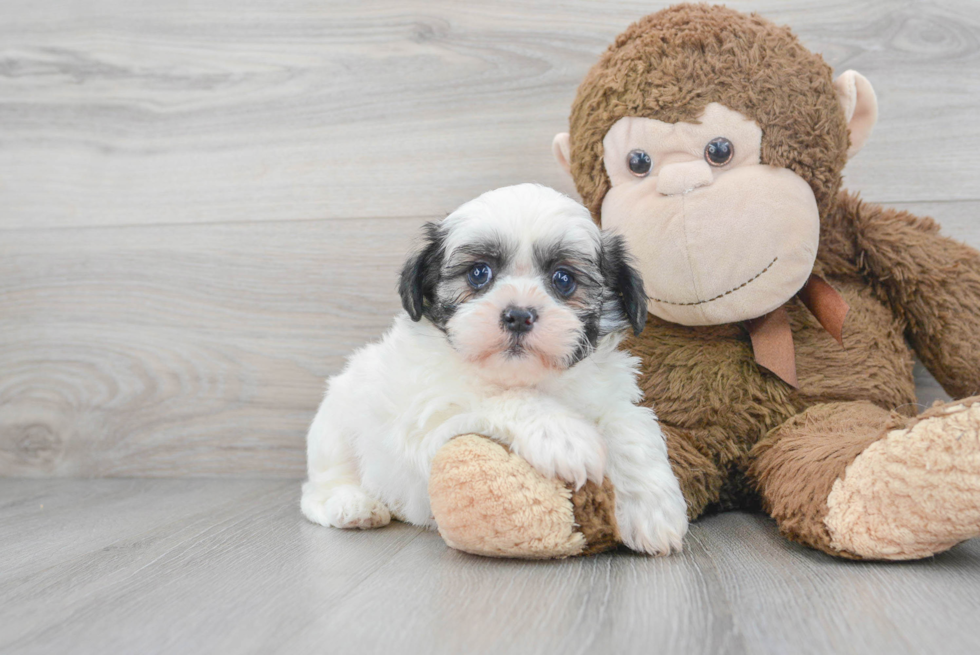 Playful Shichon Designer Puppy