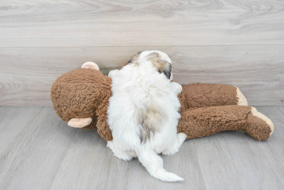 Cute Teddy Bear Baby